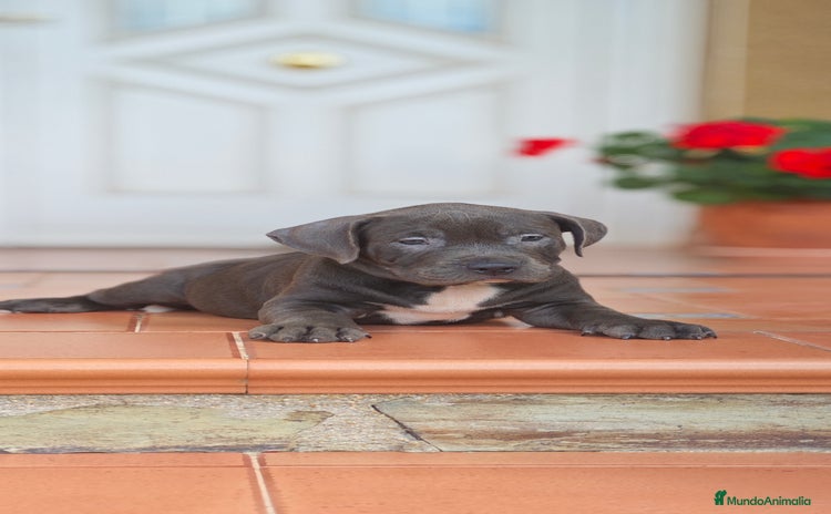 American Pit Bull Terrier perros - Propaganda 3