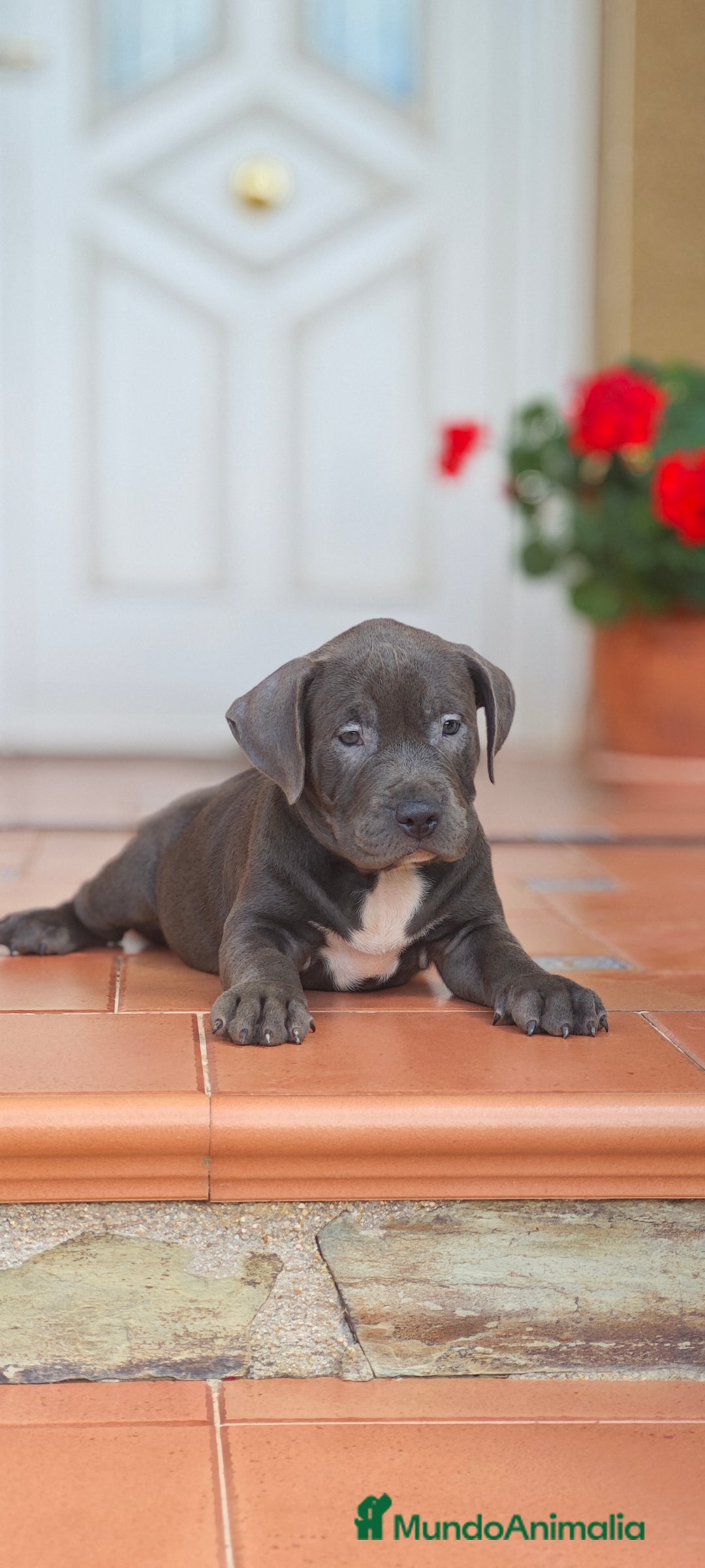 American Pit Bull Terrier perros en venta: Pitbull blue  - Imagen 1