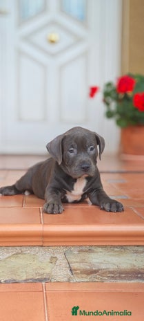 American Pit Bull Terrier perros - Anuncio 2
