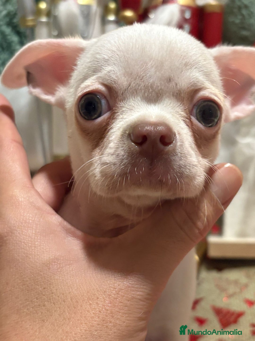 Chihuahua perros en venta: Chihuahua mini toy blanco  - Anuncio 2