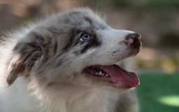 Border Collie perros en venta: MACHO rojo mirlo de Border Collie - Imagen 1