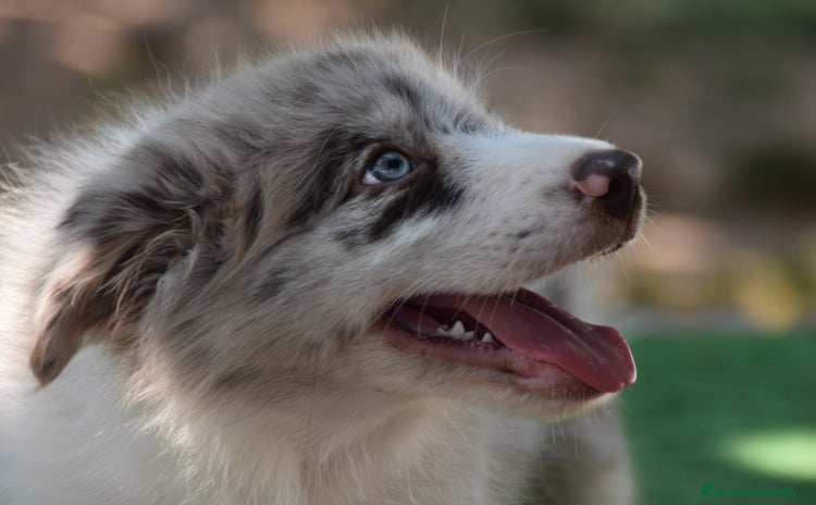 Border Collie perros - Anuncio 4