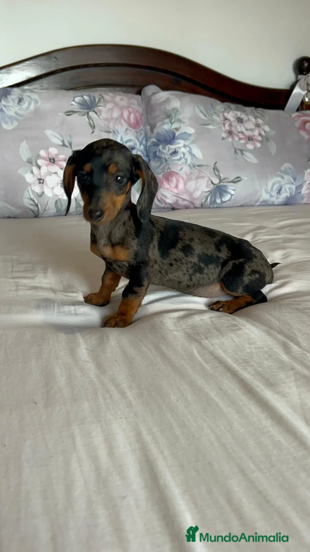 Teckel Miniatura perros en venta: Teckel kanichen  - Anuncio 1