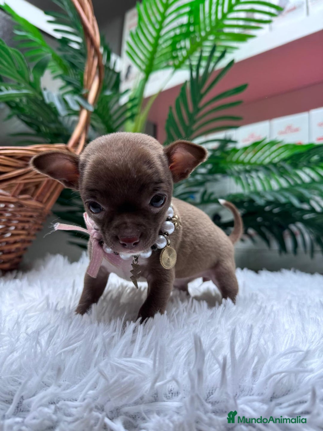 Chihuahua perros en venta: CHIHUAHUA HEMBRA - Anuncio 12