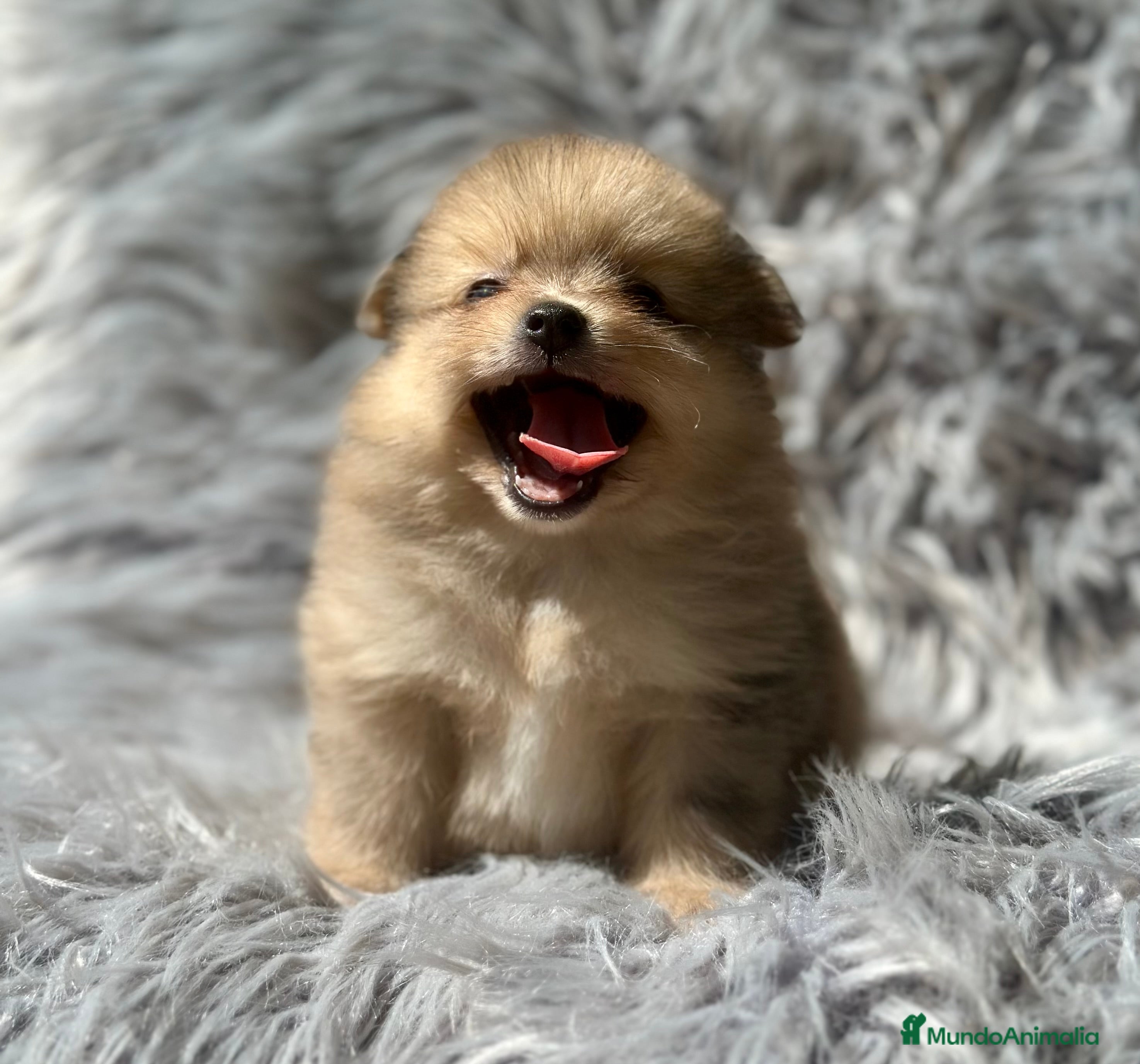 Pomerania perros POMERANIA TOY DISPONIBLES - Anuncio 2
