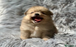 Pomerania perros en venta: POMERANIA TOY DISPONIBLES - Imagen 2