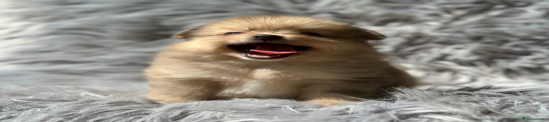 Pomerania Cachorro 1