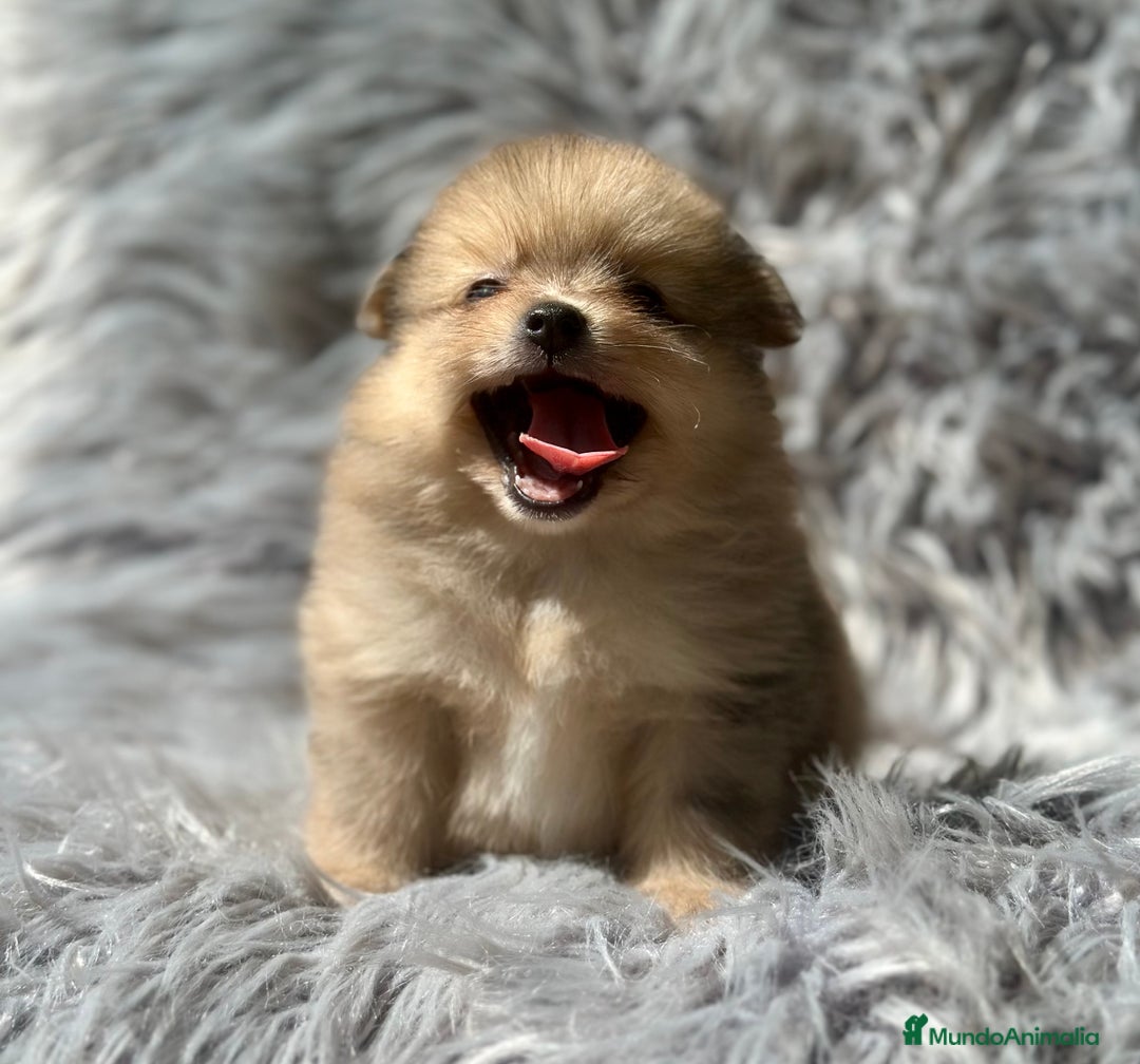 Pomerania perros en venta: POMERANIA TOY DISPONIBLES - Imagen 2