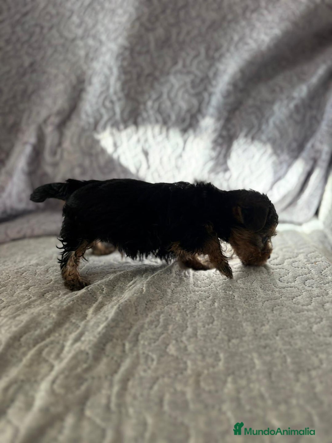 Yorkshire Terrier perros en venta: Yorkshire mini - Imagen 16