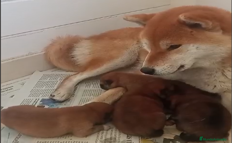 Shiba Inu perros - Anuncio 6