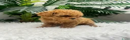 Caniche Toy perros en venta: CANICHE TOY - Anuncio 9