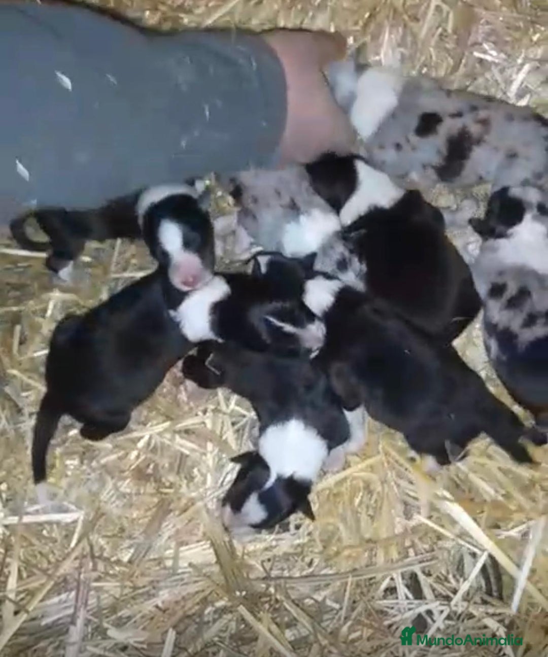 Border Collie perros en venta: Border collie nueva camada  - Anuncio 4