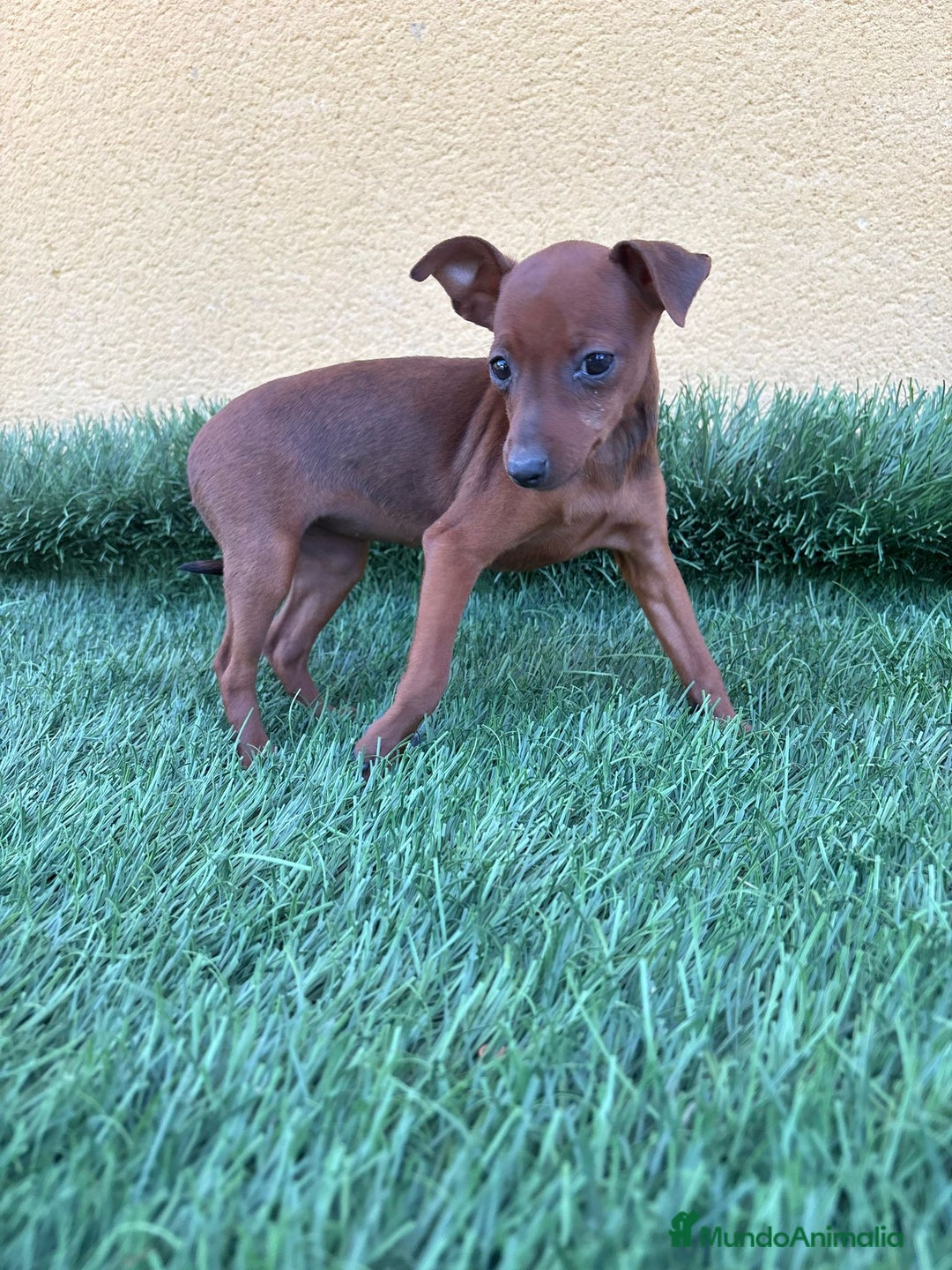 Pinscher Miniatura perros en venta: Mini pinscher miniatura hembra  - Imagen 7
