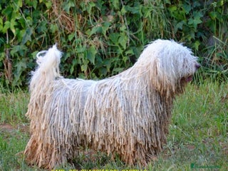 Perro de Agua Español perros Camada perro de agua español - Anuncio 13