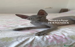 Sphynx gatos en venta: Hembra Blue - Imagen 3