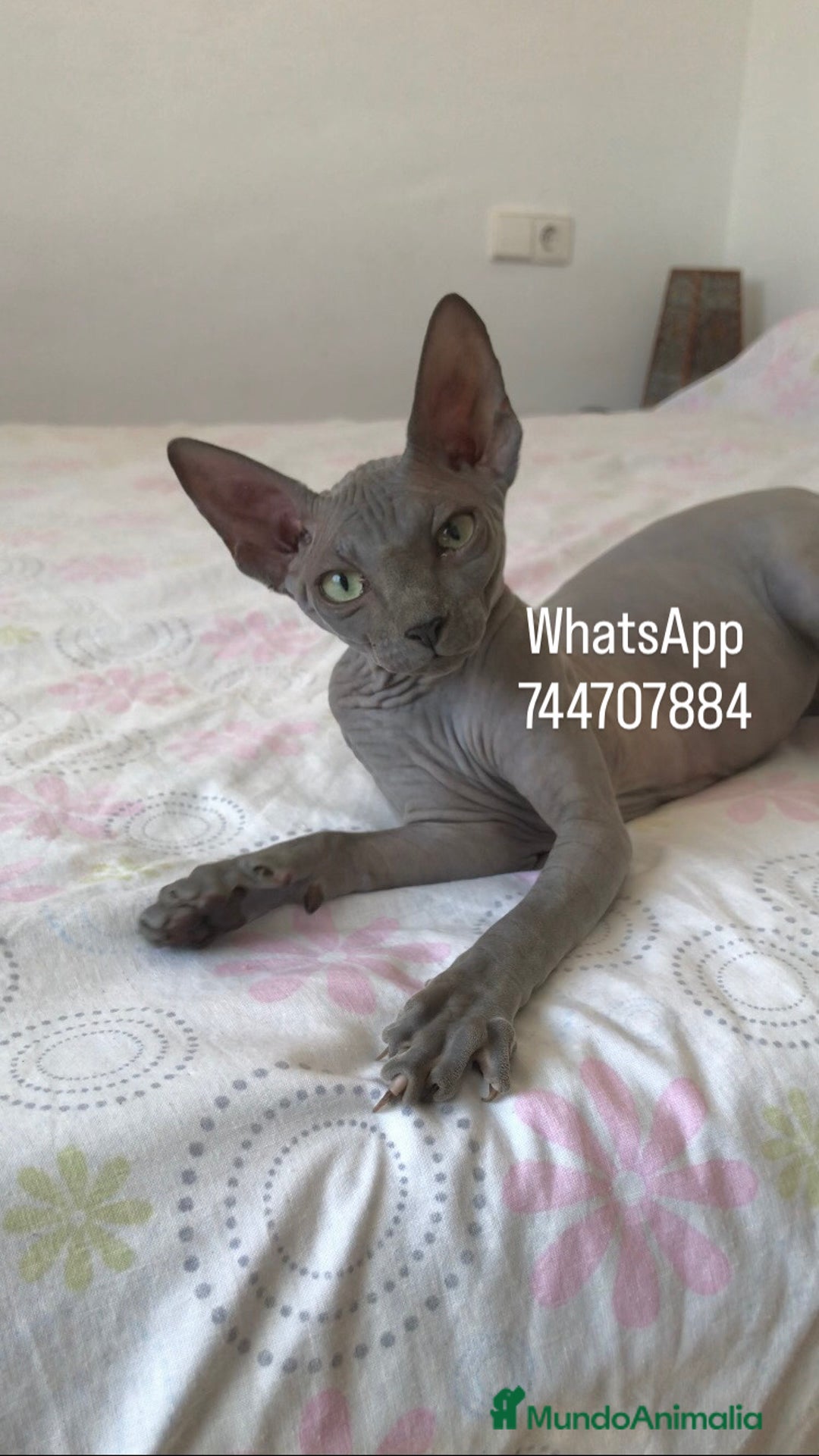 Sphynx gatos en venta: Hembra Blue - Imagen 3