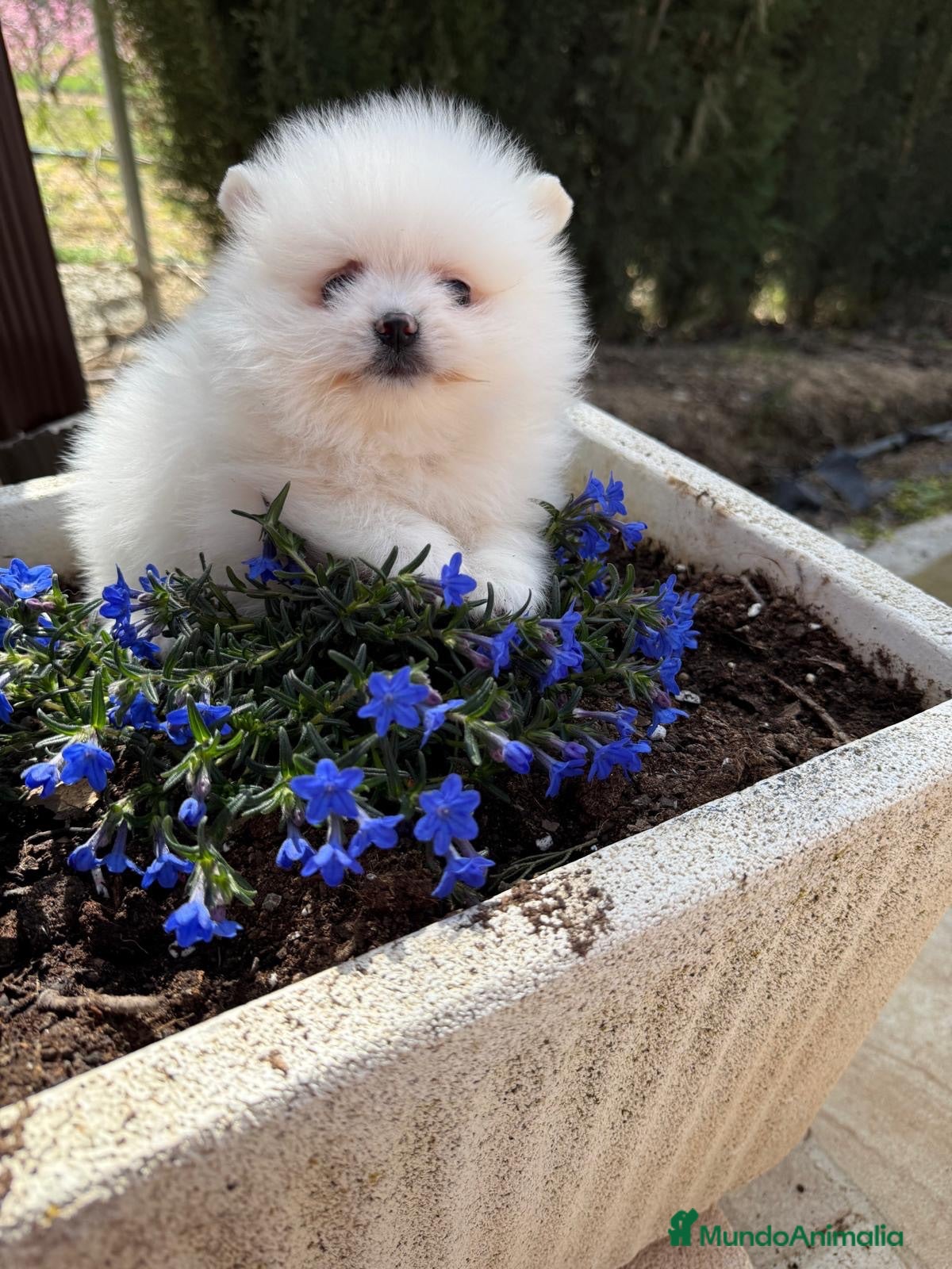 Pomerania perros Pomerania toy macho disponible !!! - Anuncio 1