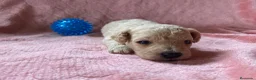 Caniche Toy perros en venta: Caniches toy economicos - Anuncio 2
