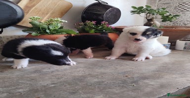 Border Collie perros - Anuncio 2