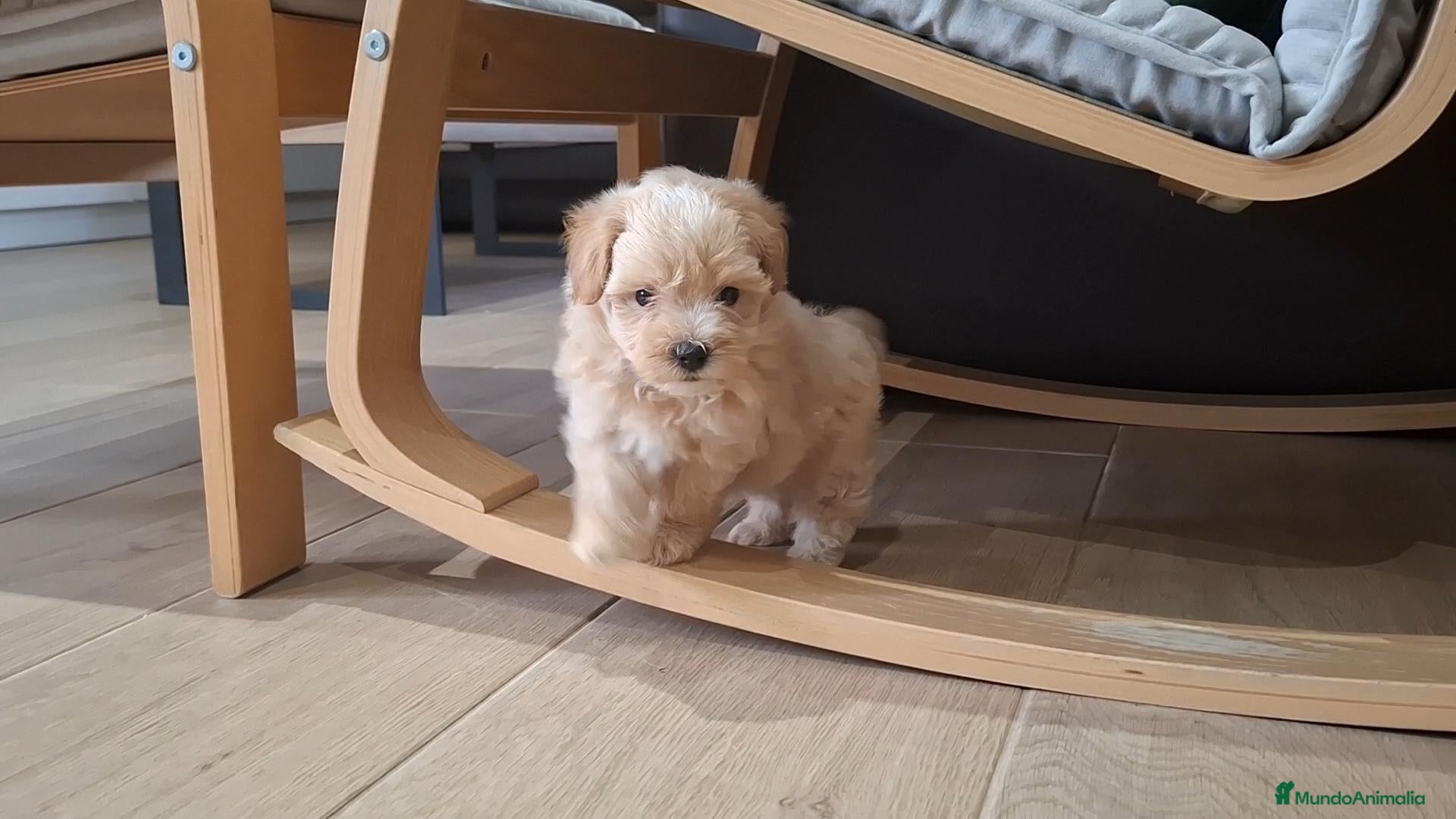 Maltipoo perros Cachorritos de Maltipoo  - Anuncio 4