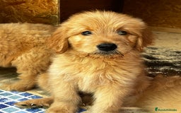 Goldendoodle perros en venta: Goldendoodle f1 - Imagen 3