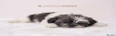 Shih Tzu 2