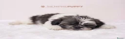 Shih Tzu perros en venta: SHIH TZU CACHORRITOS - Anuncio 4