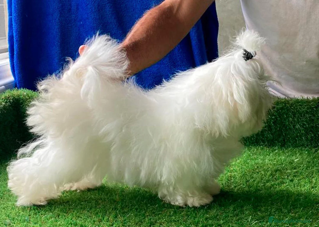 Bichón Maltés perros en venta: Bichon Maltés  - Anuncio 2