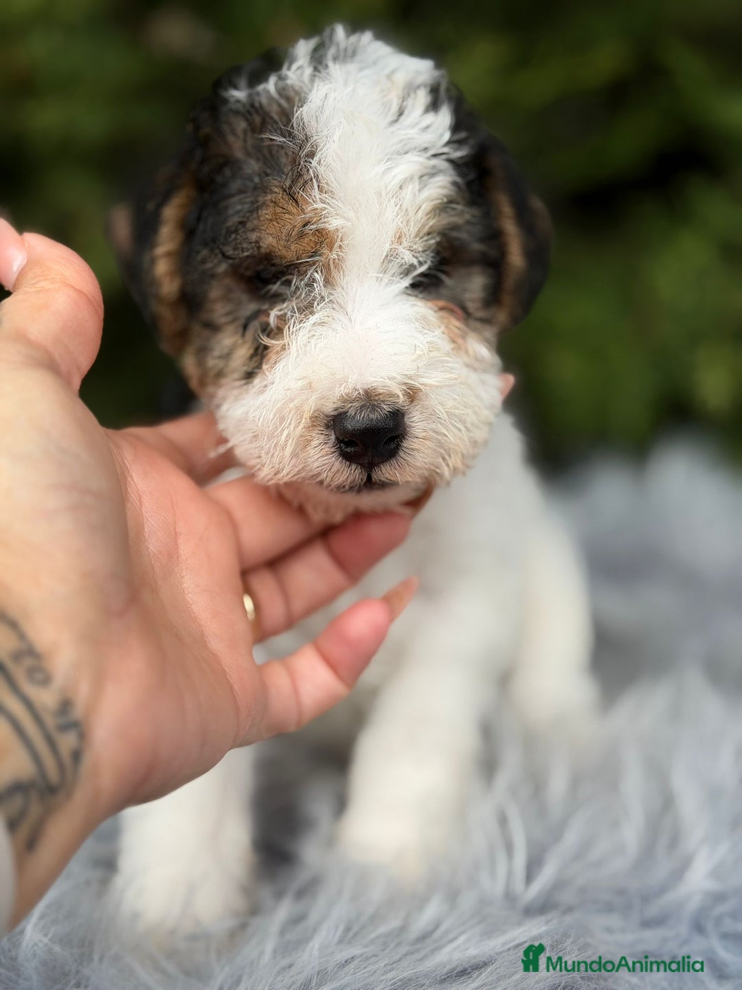 Fox Terrier de Pelo Duro perros en venta: Fox terrier - Anuncio 1