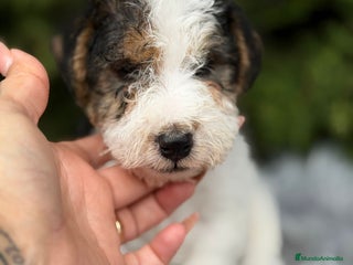 Fox Terrier de Pelo Duro perros Fox terrier - Anuncio 3