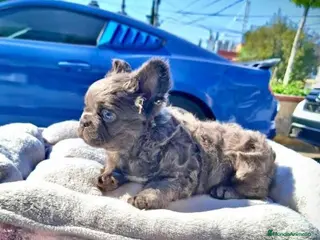 Bulldog Francés perros BULLDOG FRANCES FLUFFY - TODA ESPAÑA - Anuncio 1