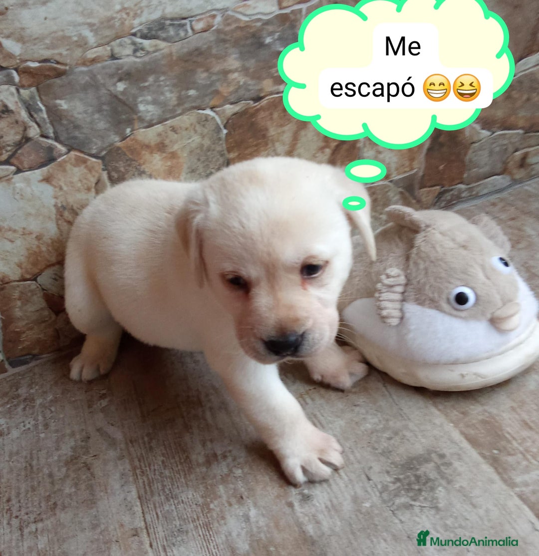 Labrador Retriever perros en venta: Labrador retriever dorado  - Anuncio 3