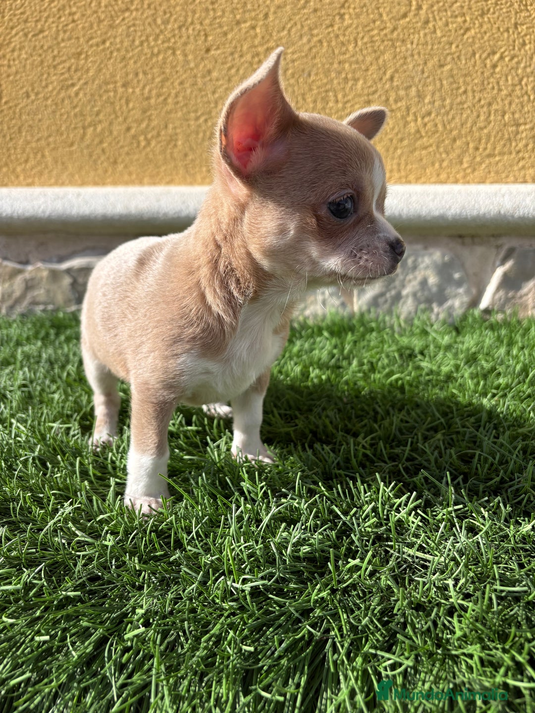 Chihuahua perros en venta: Chihuahua macho marrón blue ojos azules - Anuncio 5