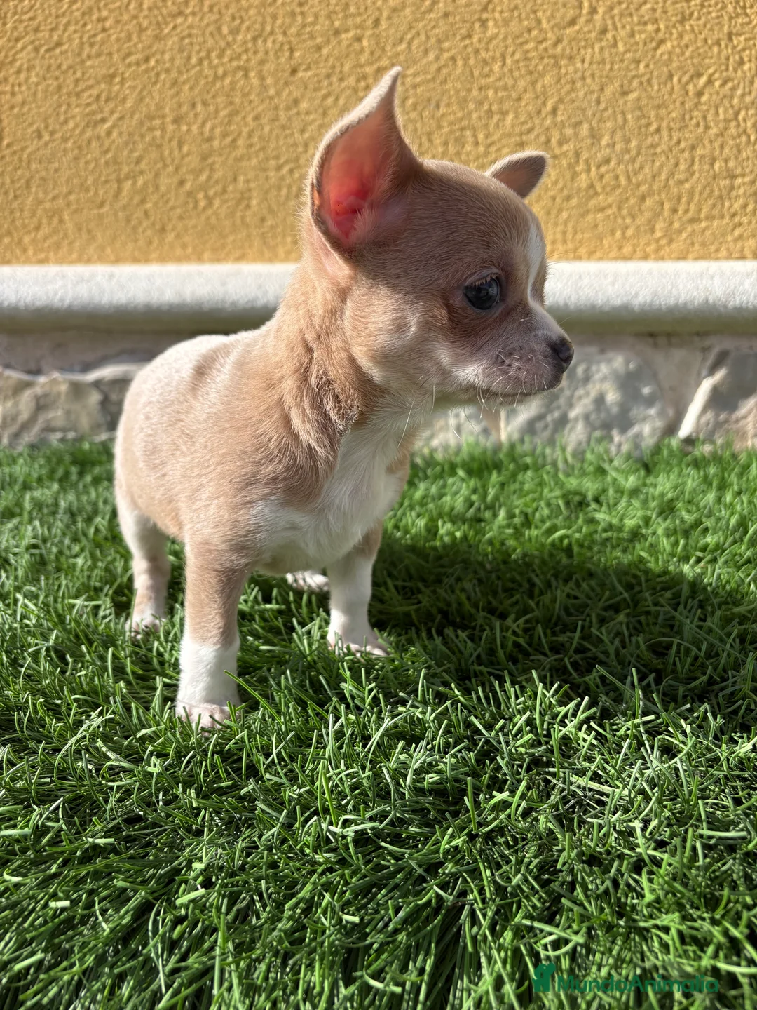 Chihuahua perros en venta: Chihuahua macho marrón blue ojos azules - Anuncio 5