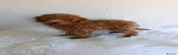 Caniche Toy perros en venta: Caniches toy  - Anuncio 3