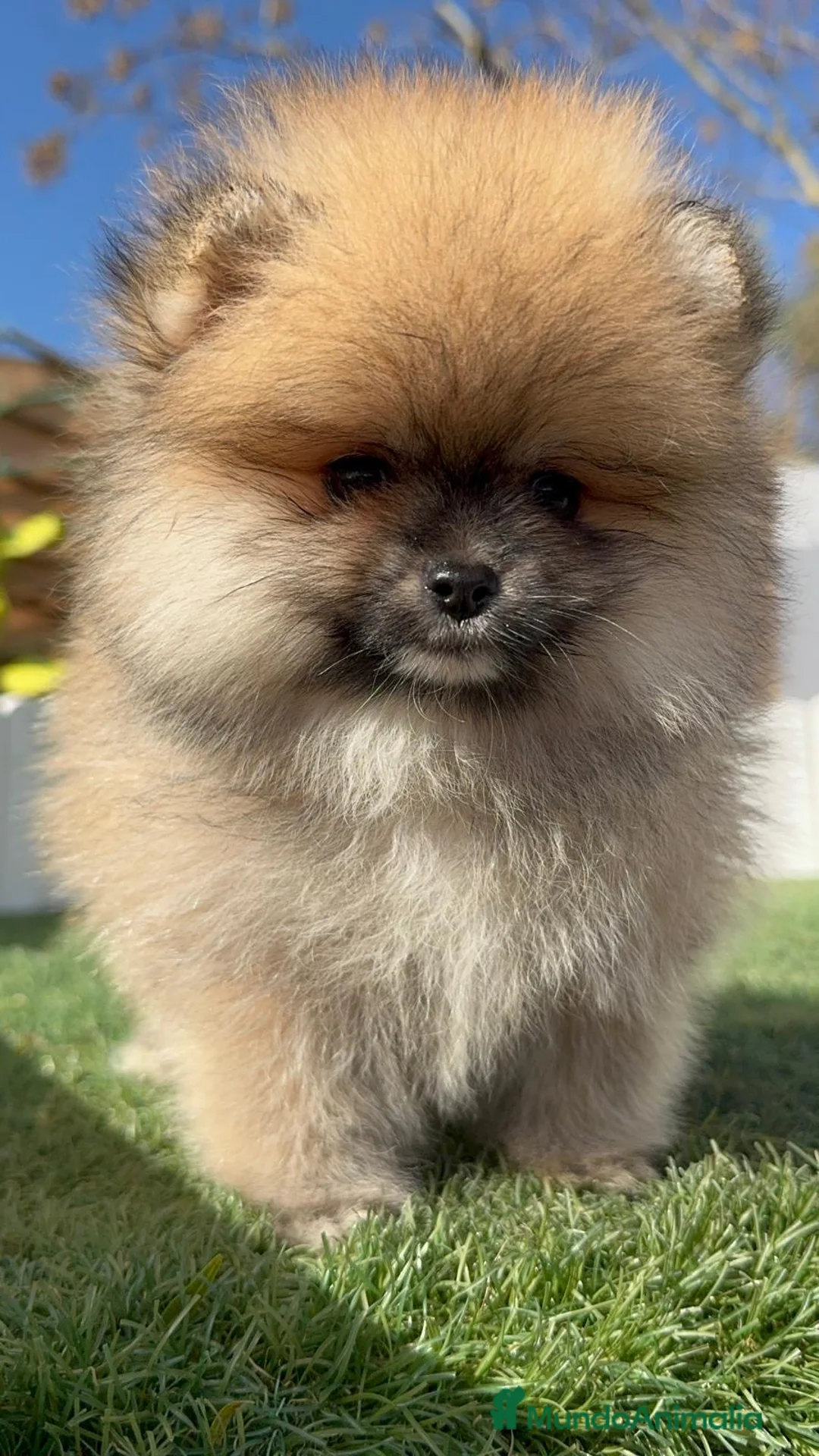 Pomerania perros en venta: POMERANIA HEMBRA - Anuncio 9