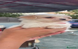 Bichón Maltés perros en venta: Excelente camada Bichon Maltes - Imagen 3