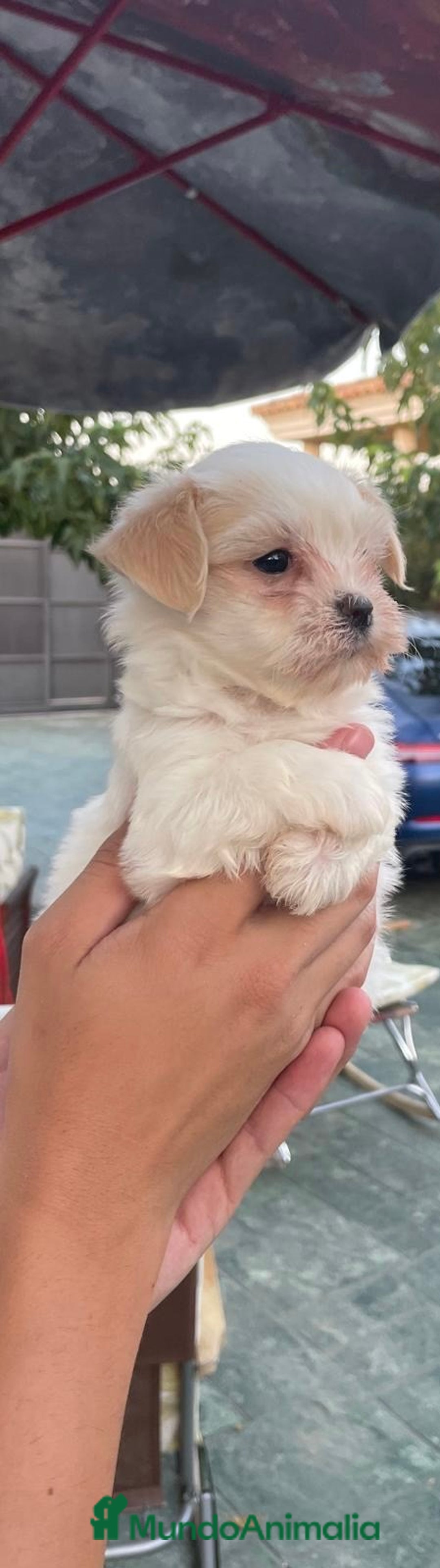 Bichón Maltés perros en venta: Excelente camada Bichon Maltes - Imagen 3