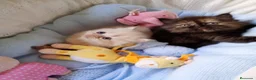 Persa gatos en venta: Disponible una parejita de persa y malayo - Anuncio 3