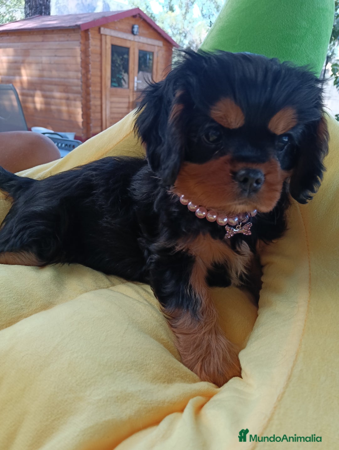 Cavalier King Charles Spaniel perros en venta: Preciosos cachorros Cavalier  - Imagen 4