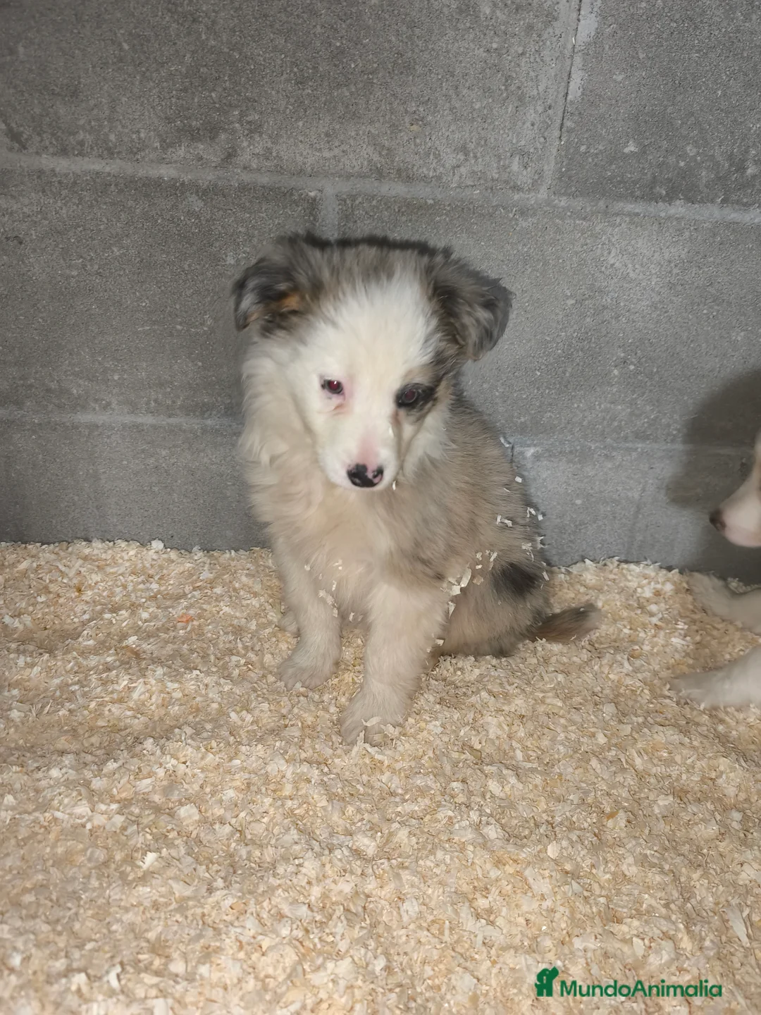 Border Collie perros en venta: Cachorros border collie color merle - Anuncio 4