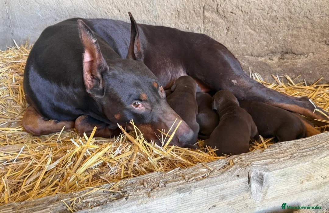 Dobermann perros en venta: Preciosa camada de Doberman chocolate  - Anuncio 1