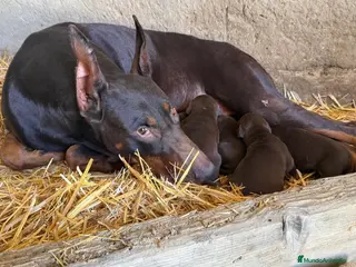 Dobermann perros Preciosa camada de Doberman chocolate - Anuncio 1