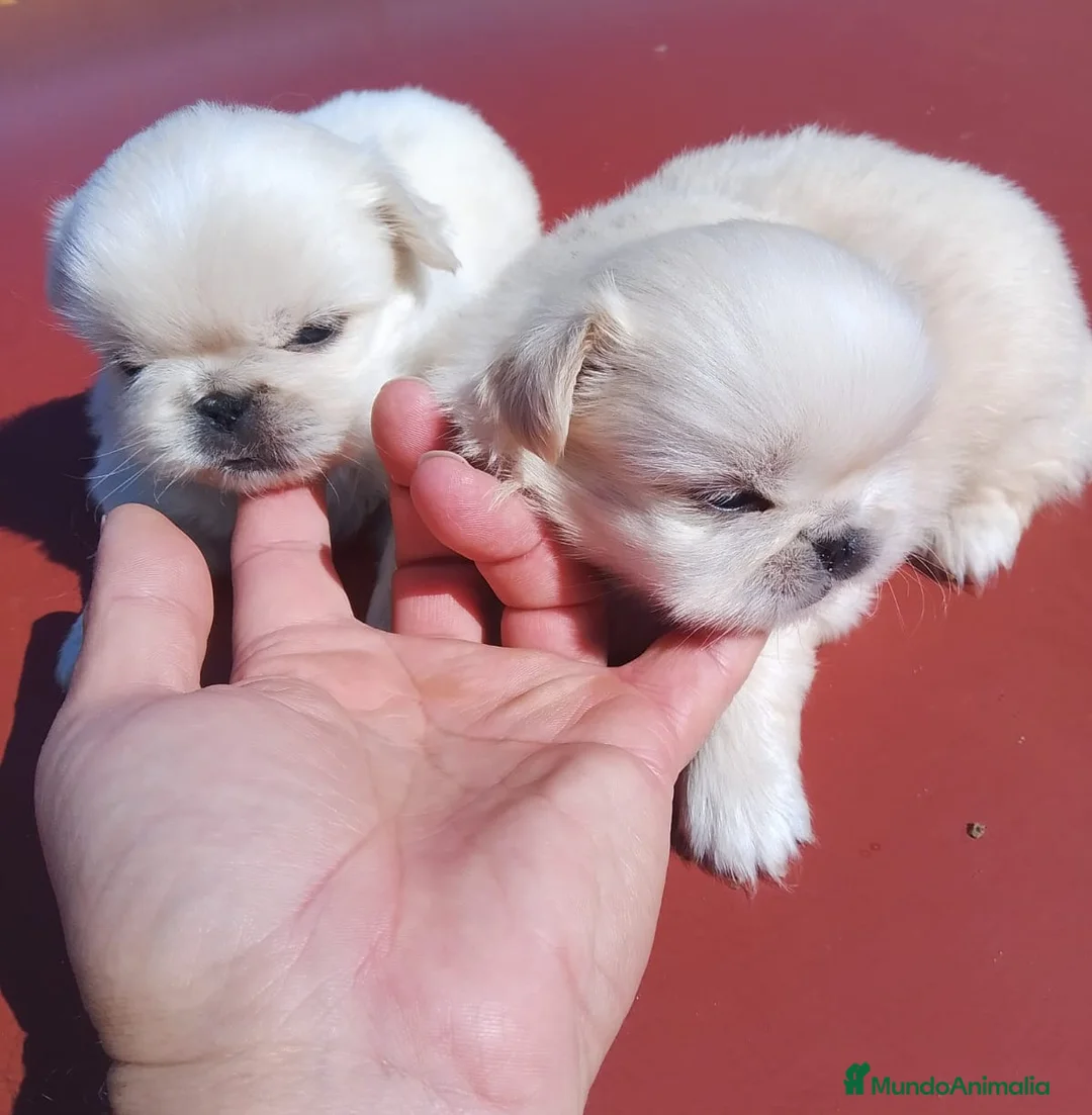 Pekinés perros en venta: Pekinés - Anuncio 1