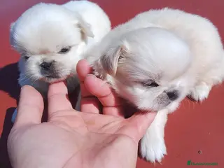 Pekinés perros Pekinés - Anuncio 1