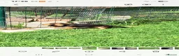 Teckel Miniatura perros en venta: Teckel miniatura de pelo largo  - Anuncio 5
