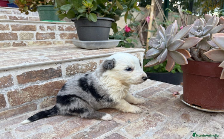Border Collie perros Border collie - Anuncio 1