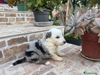 Border Collie perros Border collie - Anuncio 4