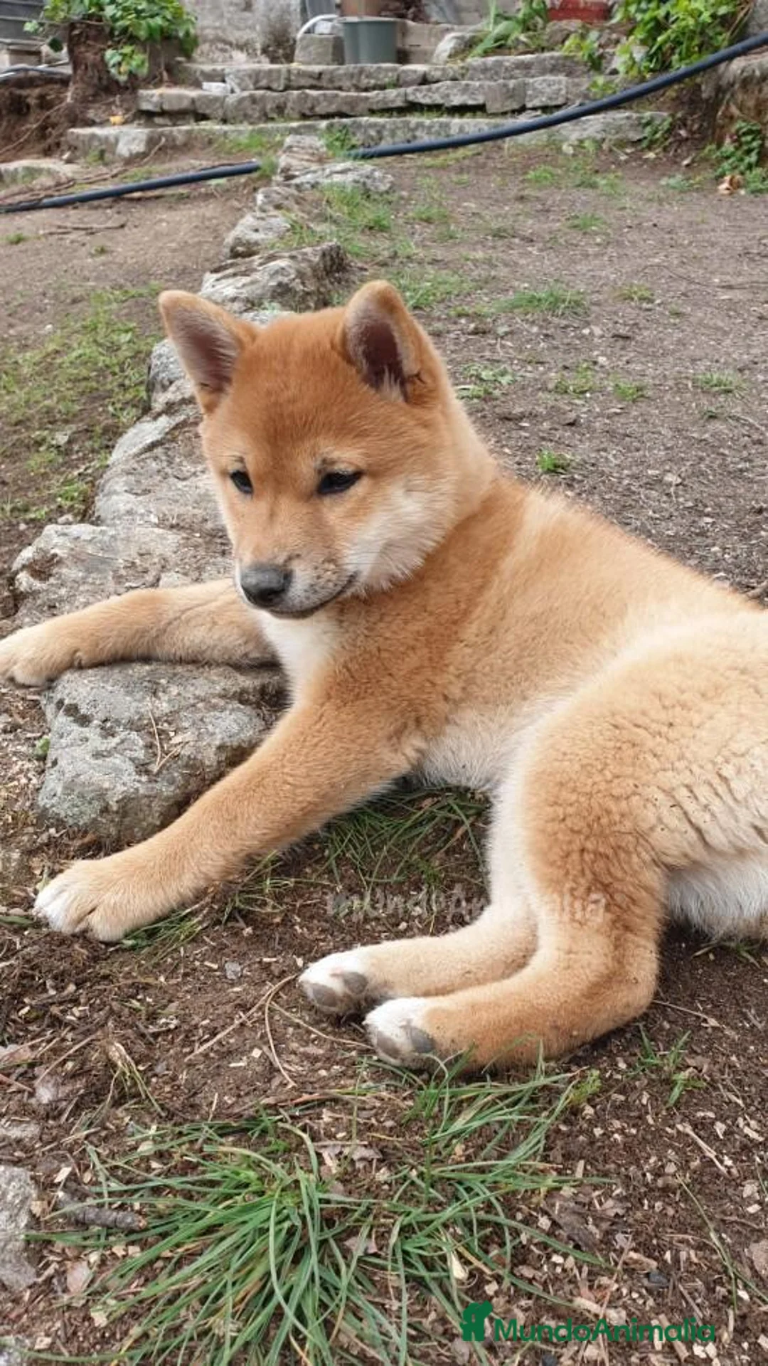 Imagen de galería {{count}}