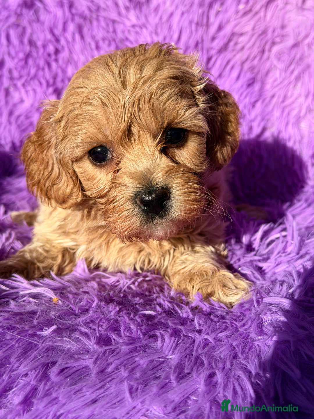 Maltipoo perros en venta: Maltipoo Minitoy  - Anuncio 5